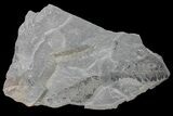 Fossil Fern (Neuropteris & Macroneuropteris) Plate - Kentucky #154695-1